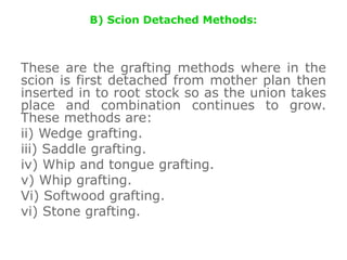 B) Scion Detached Methods:
These are the grafting methods where in the
scion is first detached from mother plan then
inserted in to root stock so as the union takes
place and combination continues to grow.
These methods are:
ii) Wedge grafting.
iii) Saddle grafting.
iv) Whip and tongue grafting.
v) Whip grafting.
Vi) Softwood grafting.
vi) Stone grafting.
 