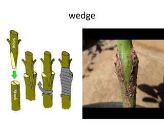 wedge
 