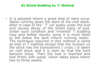 B) Shield Budding by ‘I’ Method:
• It is adopted where a great deal of rains occur.
Water running down the stem of the root stock.
After in case of the ‘ T’ cut soaks under the bud
and causes decay of the shield piece of bud.
Under such condition and ‘inverted’ T budding
may give better results, since it is more likely
to the below the bark inform running water.
The technique required in this method is same
as that in T method except that the incision on
the stock has the transceivers ( cross ) is taken
on root stock and it is bent so that the bark
become loose. Then the bud is inserted and
tied firmly with sutali. Union takes place within
two to three weeks.
 