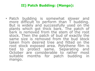 II) Patch Budding: (Mango):
• Patch budding is somewhat slower and
more difficult to perform than T budding.
But is widely and successfully used on the
plants which got thick bark. The patch of
bark is removed from the stem of the root
stock. Then the patch of bud of exactly the
same size is removed from the bud stock
taken from desired tree and fitted on the
root stock exposed area. Polythene film is
tied to protect same. Separating and
October are considerable to rather most
suitable months for patch budding in
mango.
 
