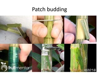 Patch budding
 