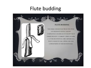 Flute budding
 