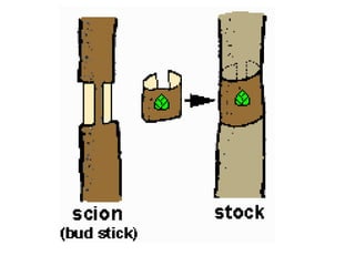 Propagation methods in plants