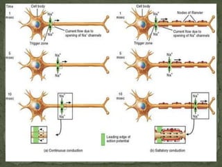 Propagation of action potential | PPTX