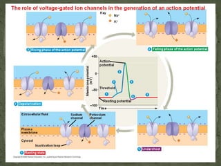 Propagation of action potential | PPTX
