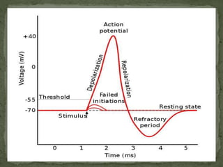 Propagation of action potential | PPTX