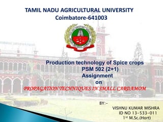 TAMIL NADU AGRICULTURAL UNIVERSITY
Coimbatore-641003

Production technology of Spice crops
PSM 502 (2+1)
Assignment
on
PROPAGATION TECHNIQUES IN SMALL CARDAMOM
BY:-

VISHNU KUMAR MISHRA
ID NO 13-533-011
1st M.Sc.(Hort)

 