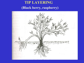 Propagation of fruit plants.ppt