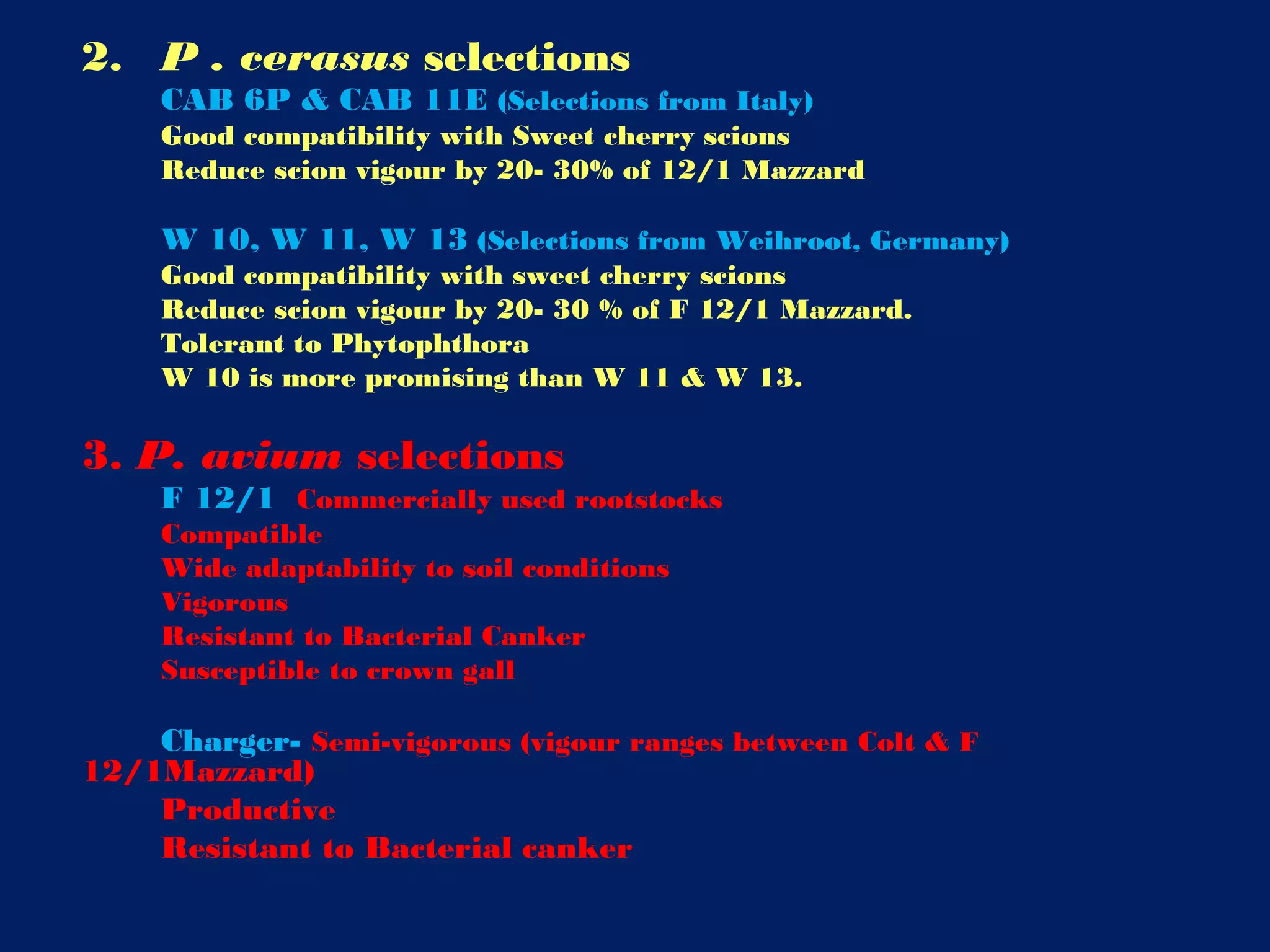 2. P . cerasus selections
CAB 6P & CAB 11E (Selections from Italy)
Good compatibility with Sweet cherry scions
Reduce scion vigour by 20- 30% of 12/1 Mazzard
W 10, W 11, W 13 (Selections from Weihroot, Germany)
Good compatibility with sweet cherry scions
Reduce scion vigour by 20- 30 % of F 12/1 Mazzard.
Tolerant to Phytophthora
W 10 is more promising than W 11 & W 13.
3. P. avium selections
F 12/1 Commercially used rootstocks
Compatible
Wide adaptability to soil conditions
Vigorous
Resistant to Bacterial Canker
Susceptible to crown gall
Charger- Semi-vigorous (vigour ranges between Colt & F
12/1Mazzard)
Productive
Resistant to Bacterial canker
 