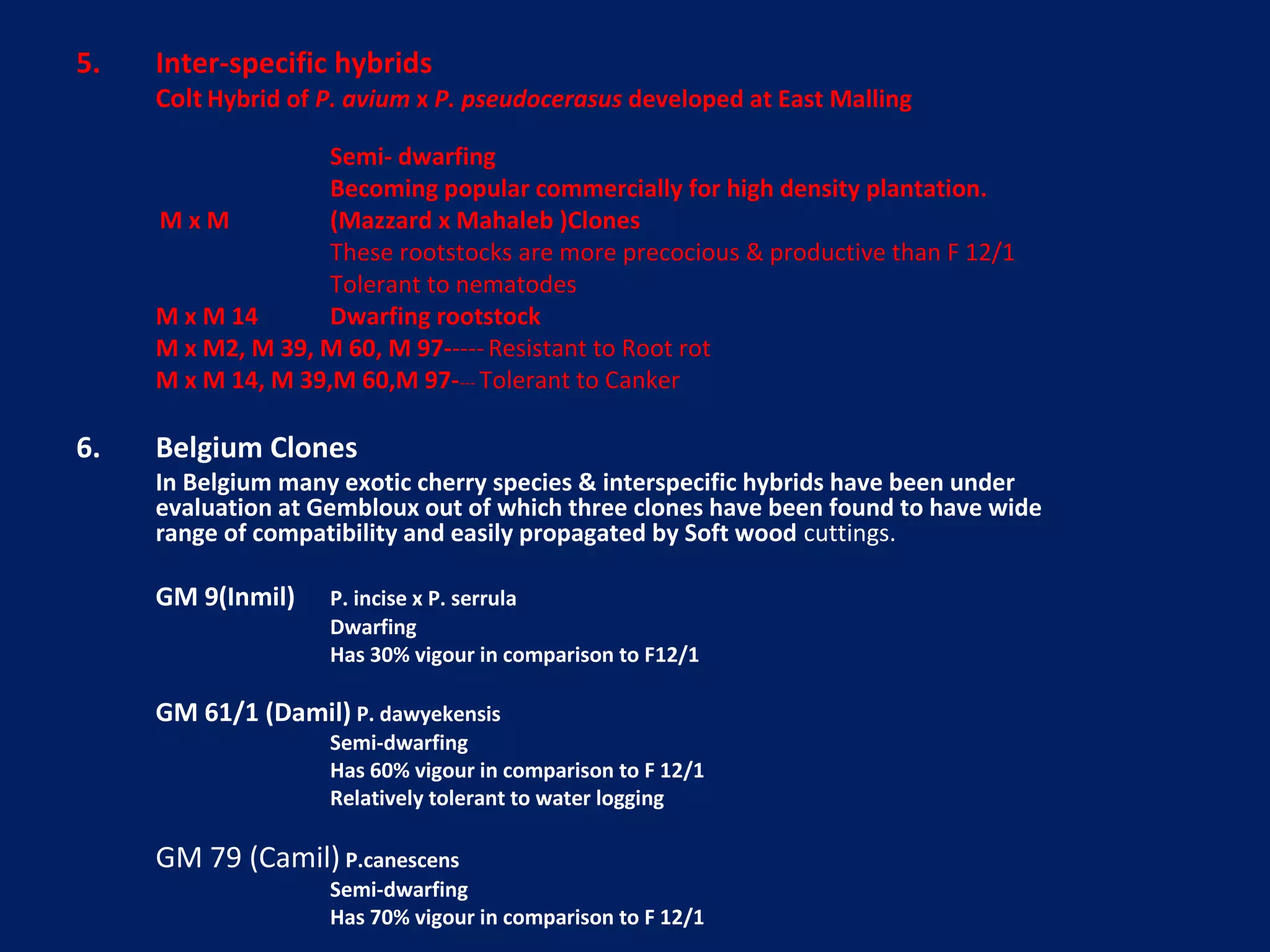 5. Inter-specific hybrids
Colt Hybrid of P. avium x P. pseudocerasus developed at East Malling
Semi- dwarfing
Becoming popular commercially for high density plantation.
M x M (Mazzard x Mahaleb )Clones
These rootstocks are more precocious & productive than F 12/1
Tolerant to nematodes
M x M 14 Dwarfing rootstock
M x M2, M 39, M 60, M 97-----Resistant to Root rot
M x M 14, M 39,M 60,M 97---- Tolerant to Canker
6. Belgium Clones
In Belgium many exotic cherry species & interspecific hybrids have been under
evaluation at Gembloux out of which three clones have been found to have wide
range of compatibility and easily propagated by Soft wood cuttings.
GM 9(Inmil) P. incise x P. serrula
Dwarfing
Has 30% vigour in comparison to F12/1
GM 61/1 (Damil) P. dawyekensis
Semi-dwarfing
Has 60% vigour in comparison to F 12/1
Relatively tolerant to water logging
GM 79 (Camil) P.canescens
Semi-dwarfing
Has 70% vigour in comparison to F 12/1
 