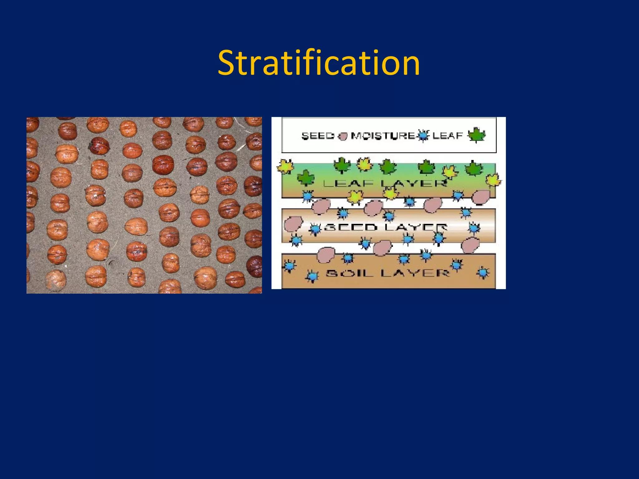 Stratification
 