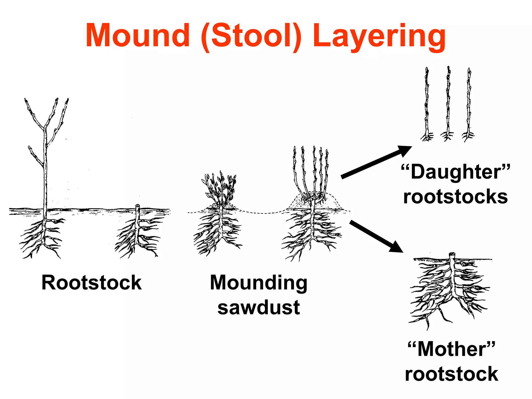 Mound (Stool) Layering
Rootstock Mounding
sawdust
“Mother”
rootstock
“Daughter”
rootstocks
 