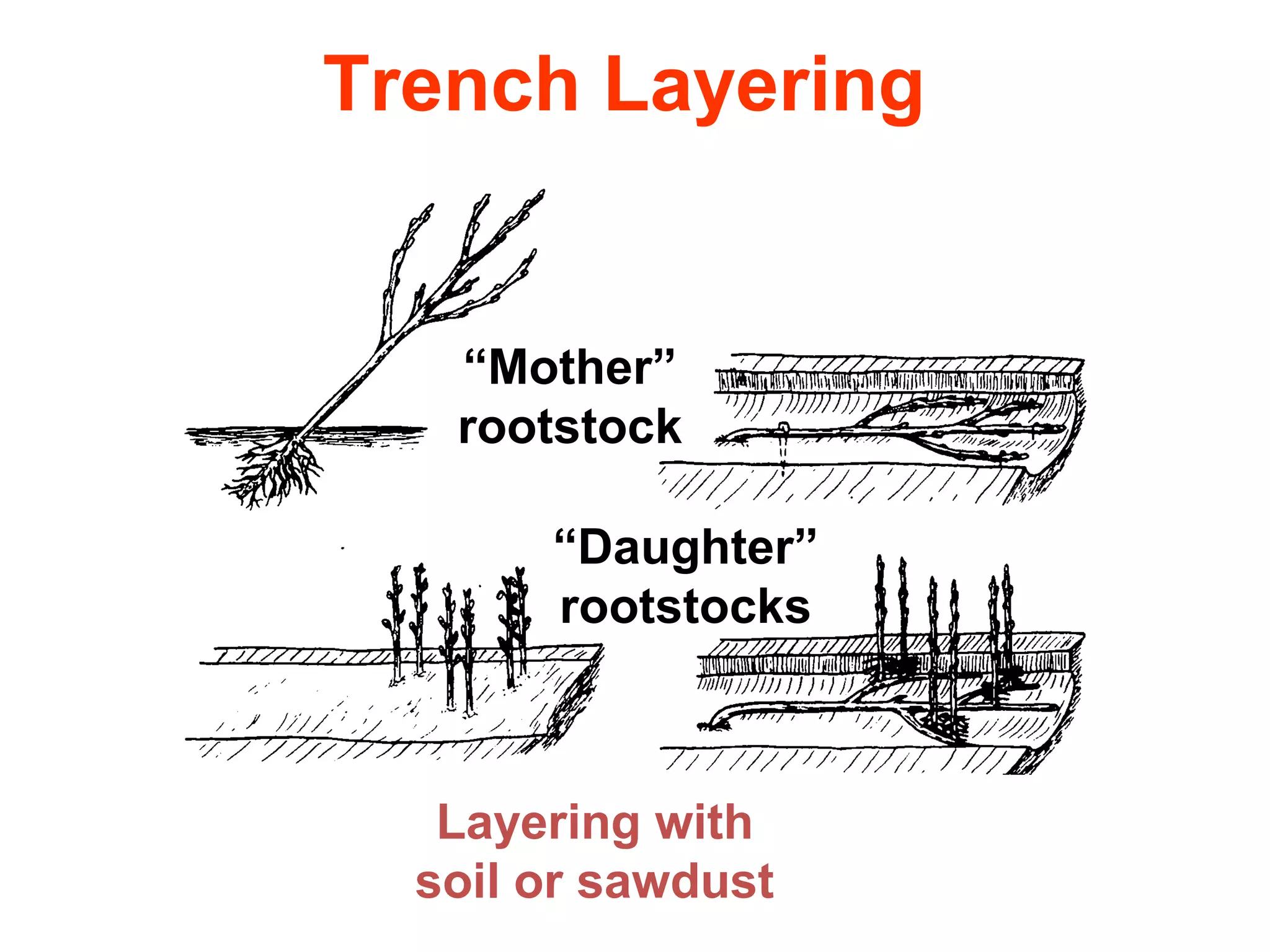Trench Layering
“Mother”
rootstock
“Daughter”
rootstocks
Layering with
soil or sawdust
 