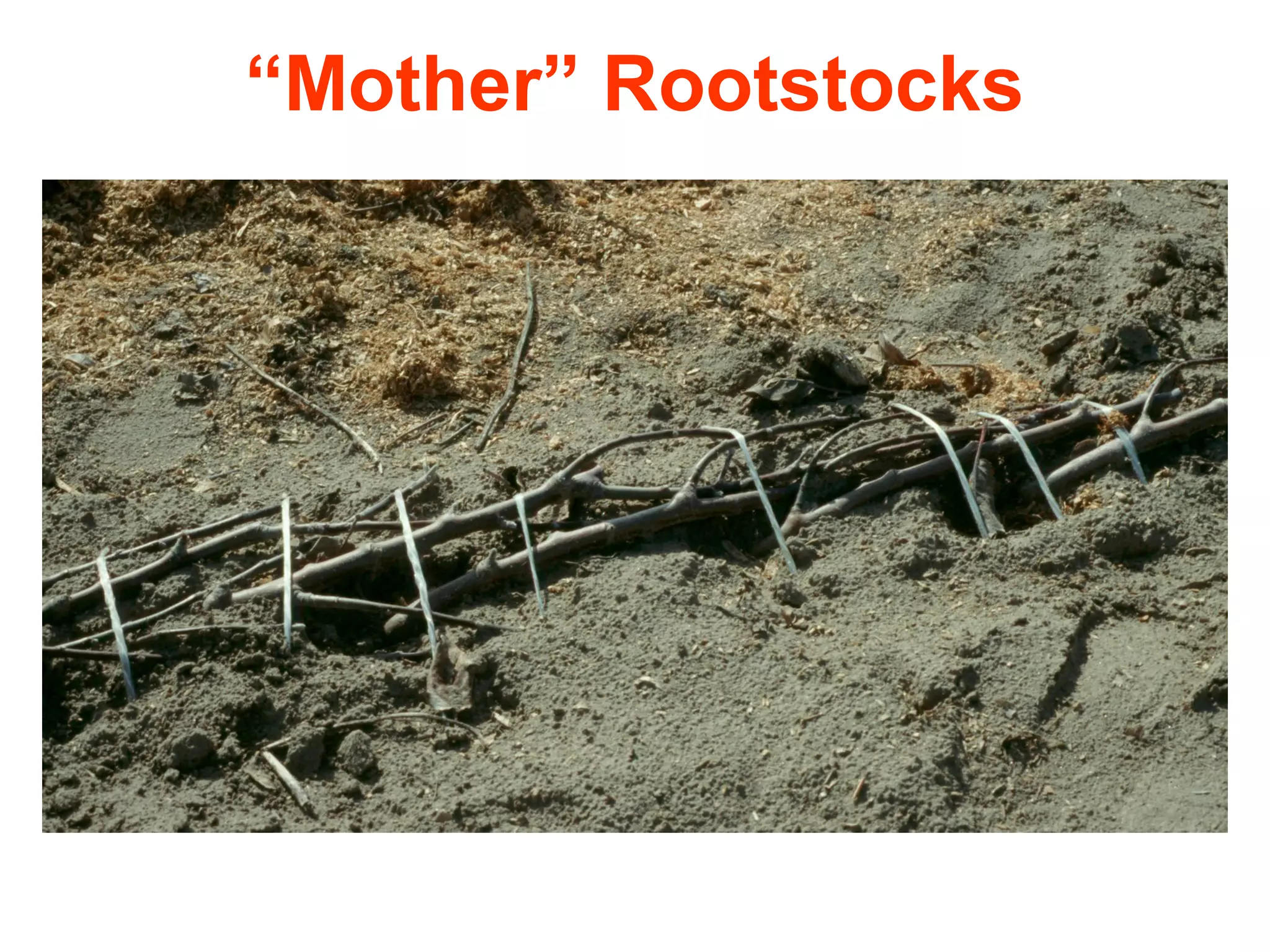 “Mother” Rootstocks
 