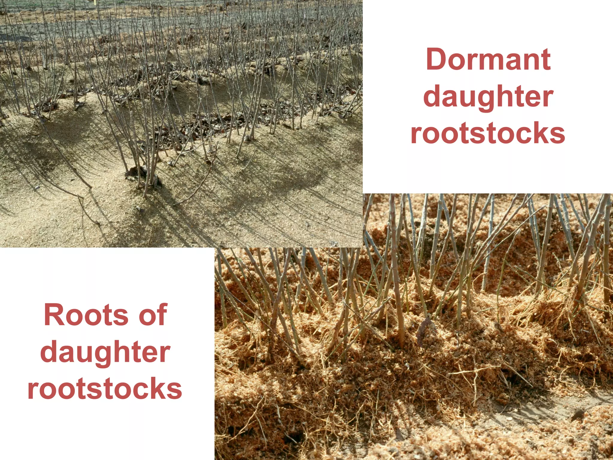 Dormant
daughter
rootstocks
Roots of
daughter
rootstocks
 