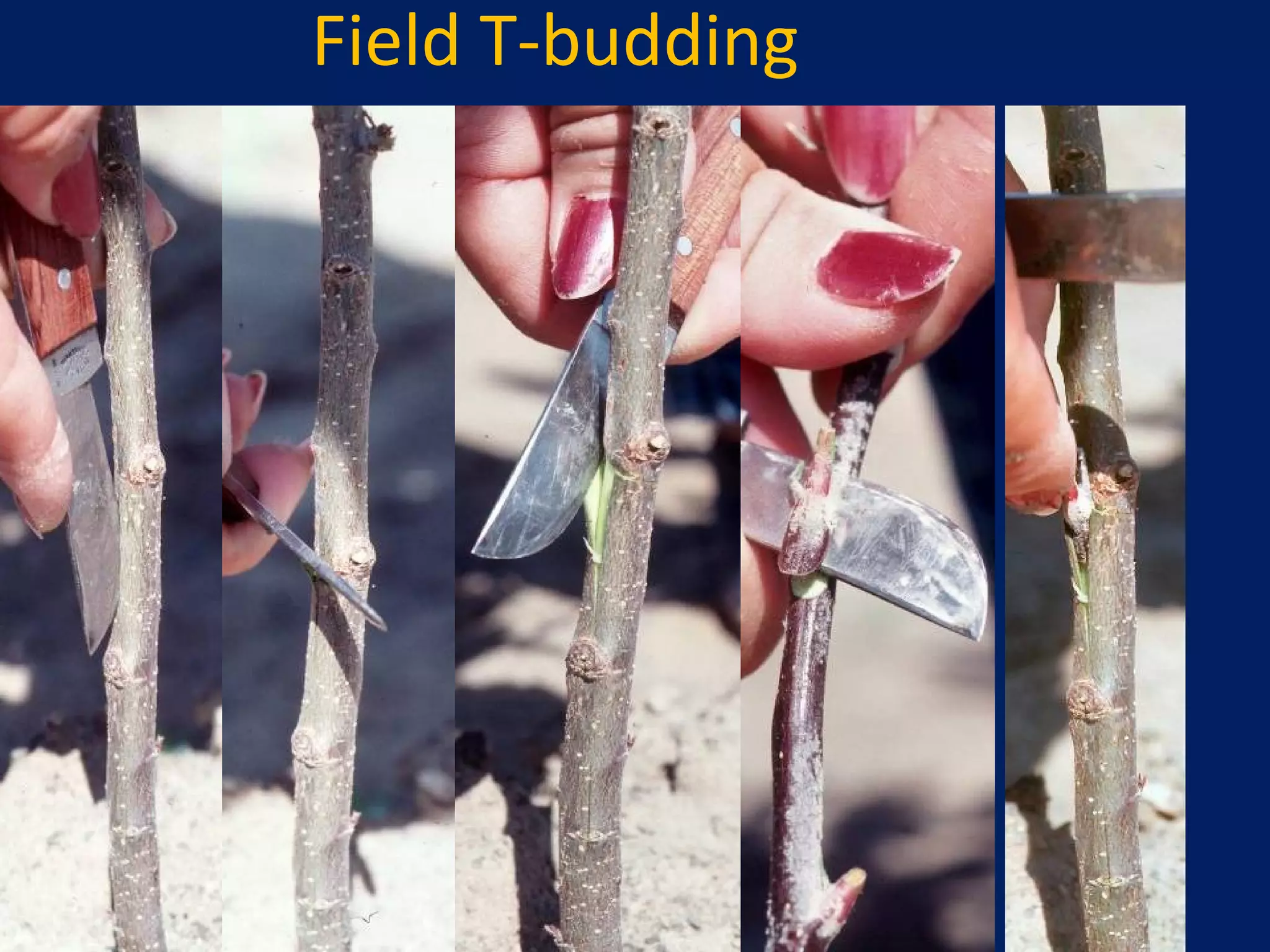 Field T-budding
 