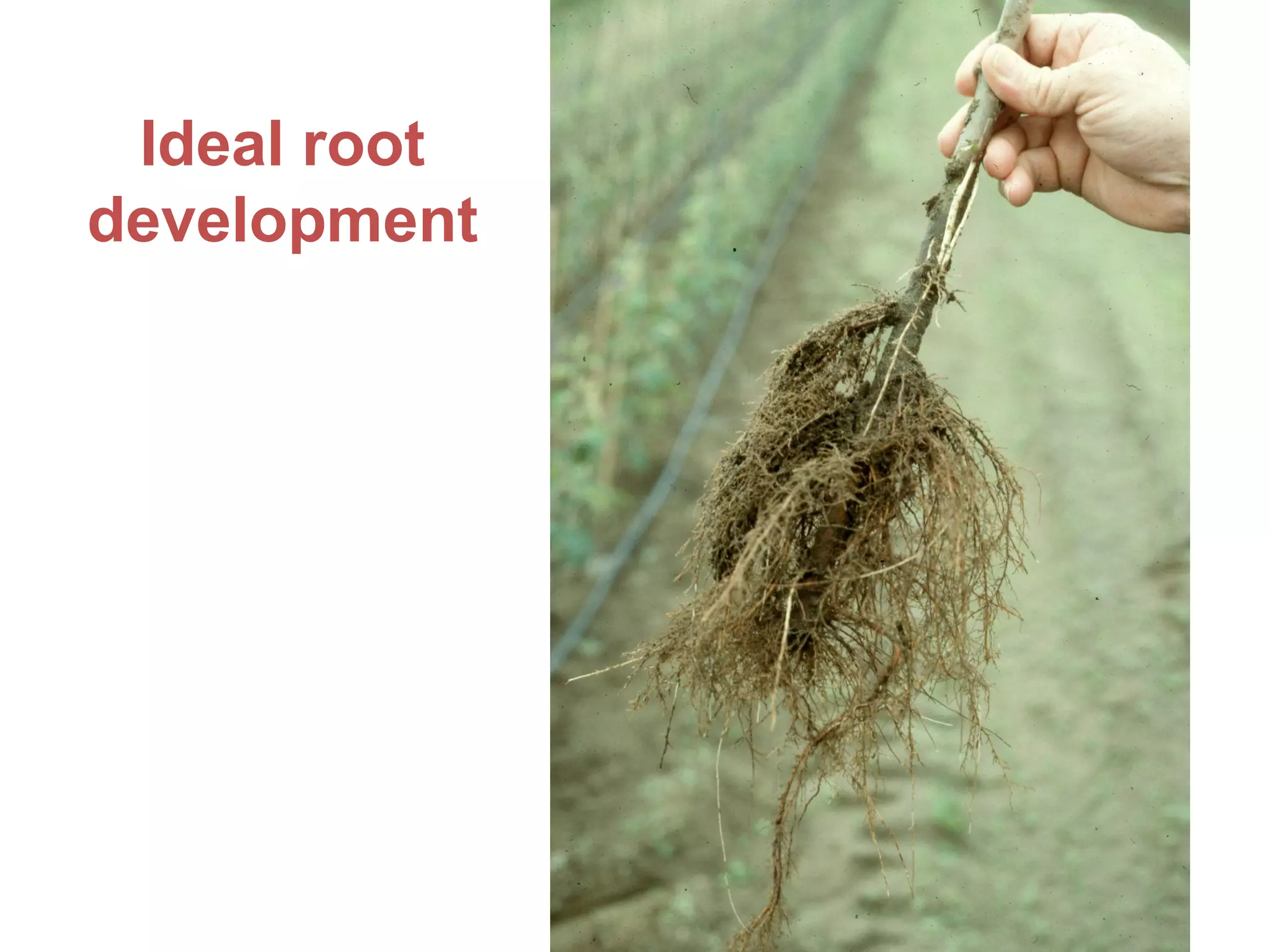 Ideal root
development
 