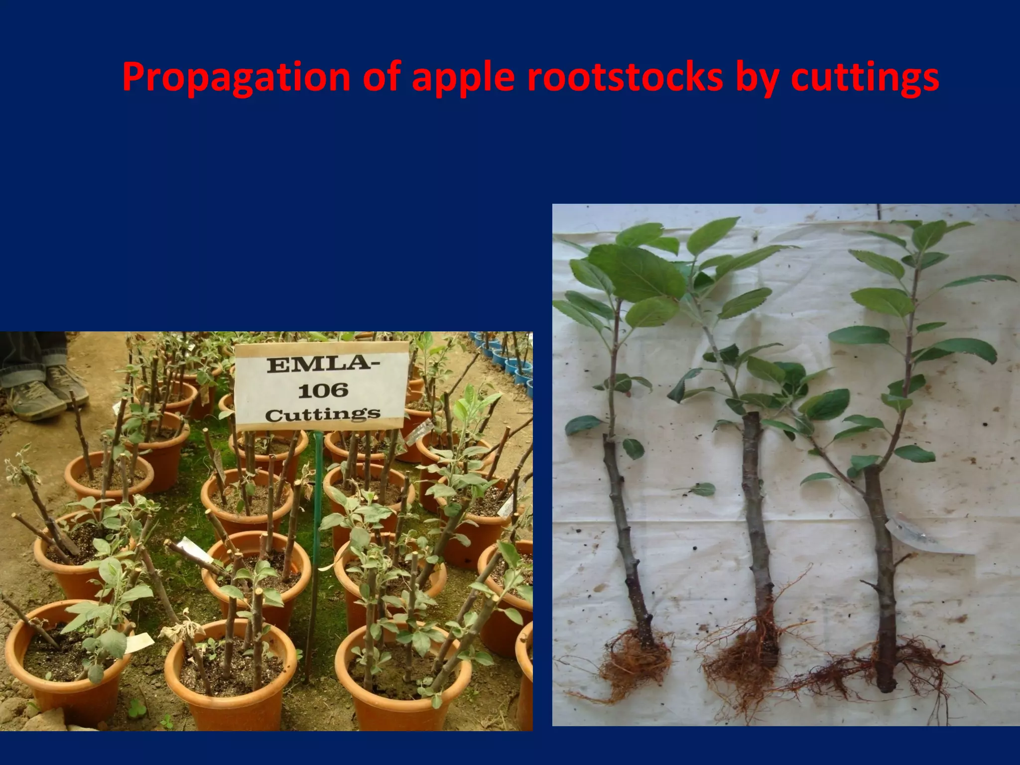 Propagation of apple rootstocks by cuttings
 