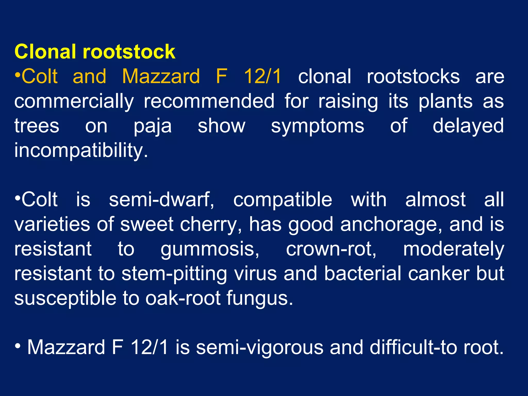 Clonal rootstock
•Colt and Mazzard F 12/1 clonal rootstocks are
commercially recommended for raising its plants as
trees on paja show symptoms of delayed
incompatibility.
•Colt is semi-dwarf, compatible with almost all
varieties of sweet cherry, has good anchorage, and is
resistant to gummosis, crown-rot, moderately
resistant to stem-pitting virus and bacterial canker but
susceptible to oak-root fungus.
• Mazzard F 12/1 is semi-vigorous and difficult-to root.
 
