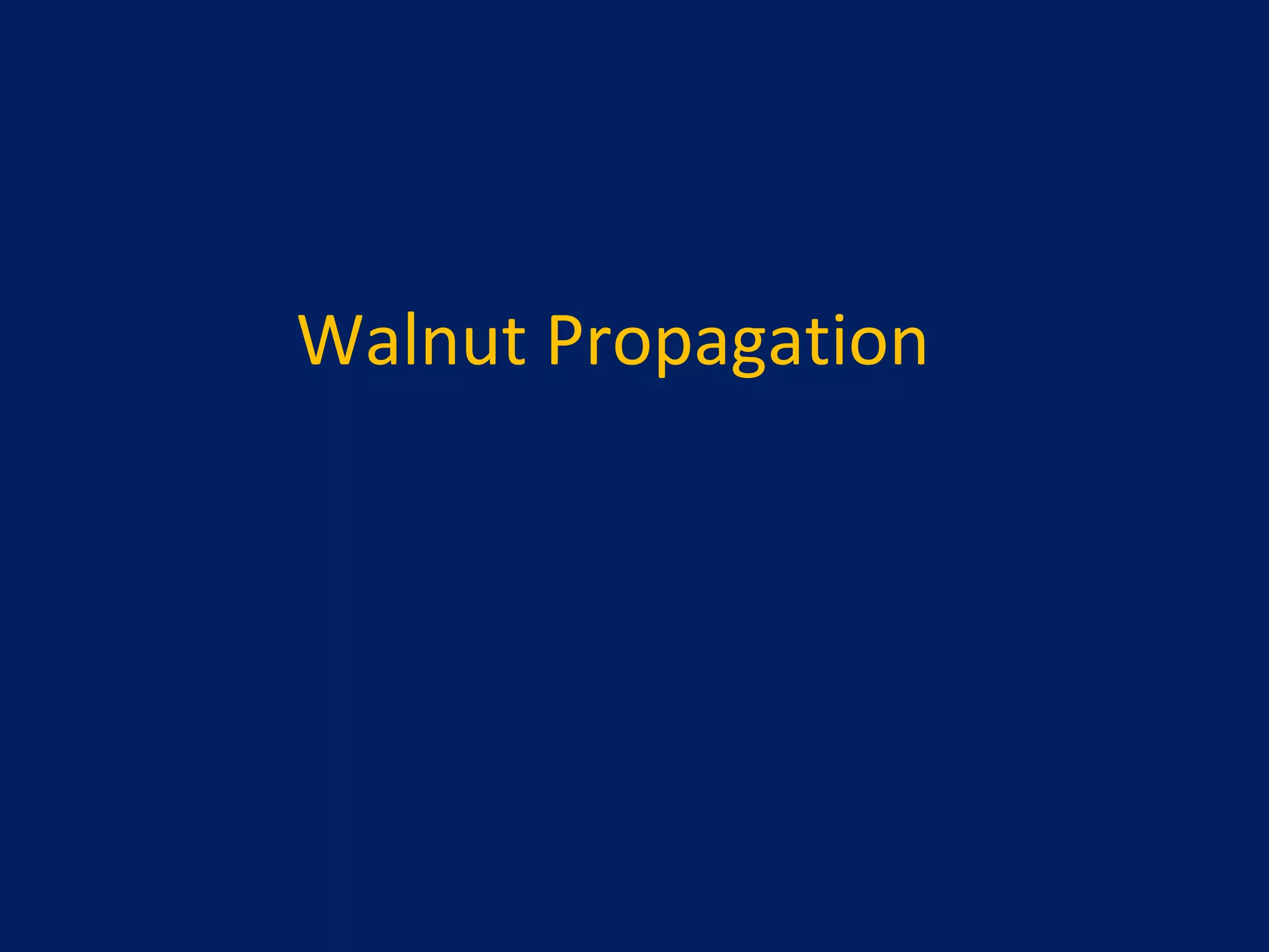 Walnut Propagation
 