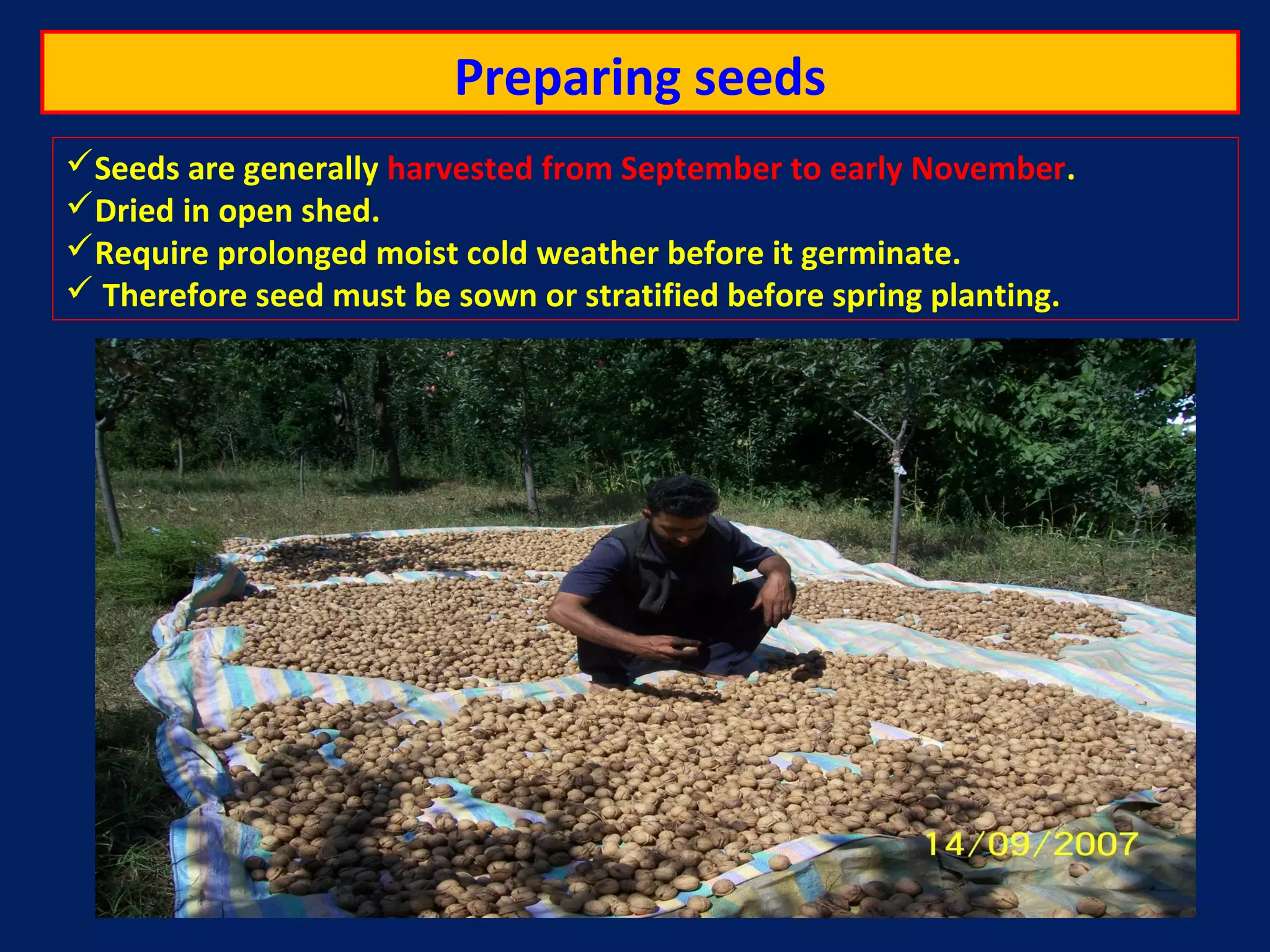 Preparing seeds
Seeds are generally harvested from September to early November.
Dried in open shed.
Require prolonged moist cold weather before it germinate.
 Therefore seed must be sown or stratified before spring planting.
 