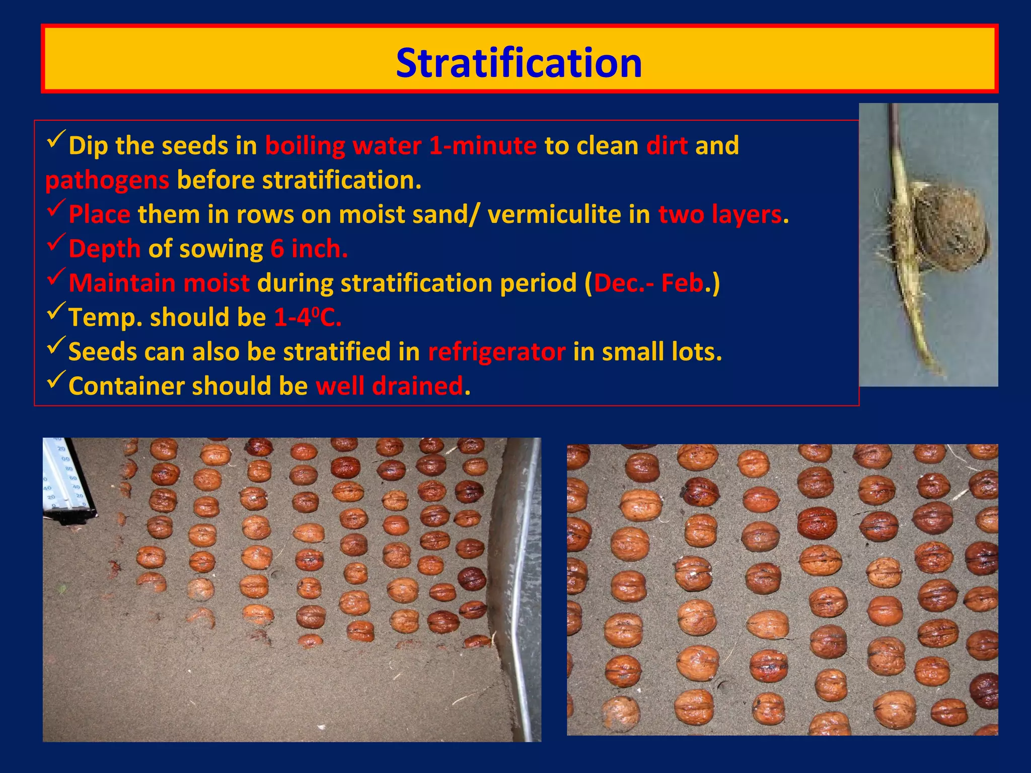Stratification
Dip the seeds in boiling water 1-minute to clean dirt and
pathogens before stratification.
Place them in rows on moist sand/ vermiculite in two layers.
Depth of sowing 6 inch.
Maintain moist during stratification period (Dec.- Feb.)
Temp. should be 1-40
C.
Seeds can also be stratified in refrigerator in small lots.
Container should be well drained.
 
