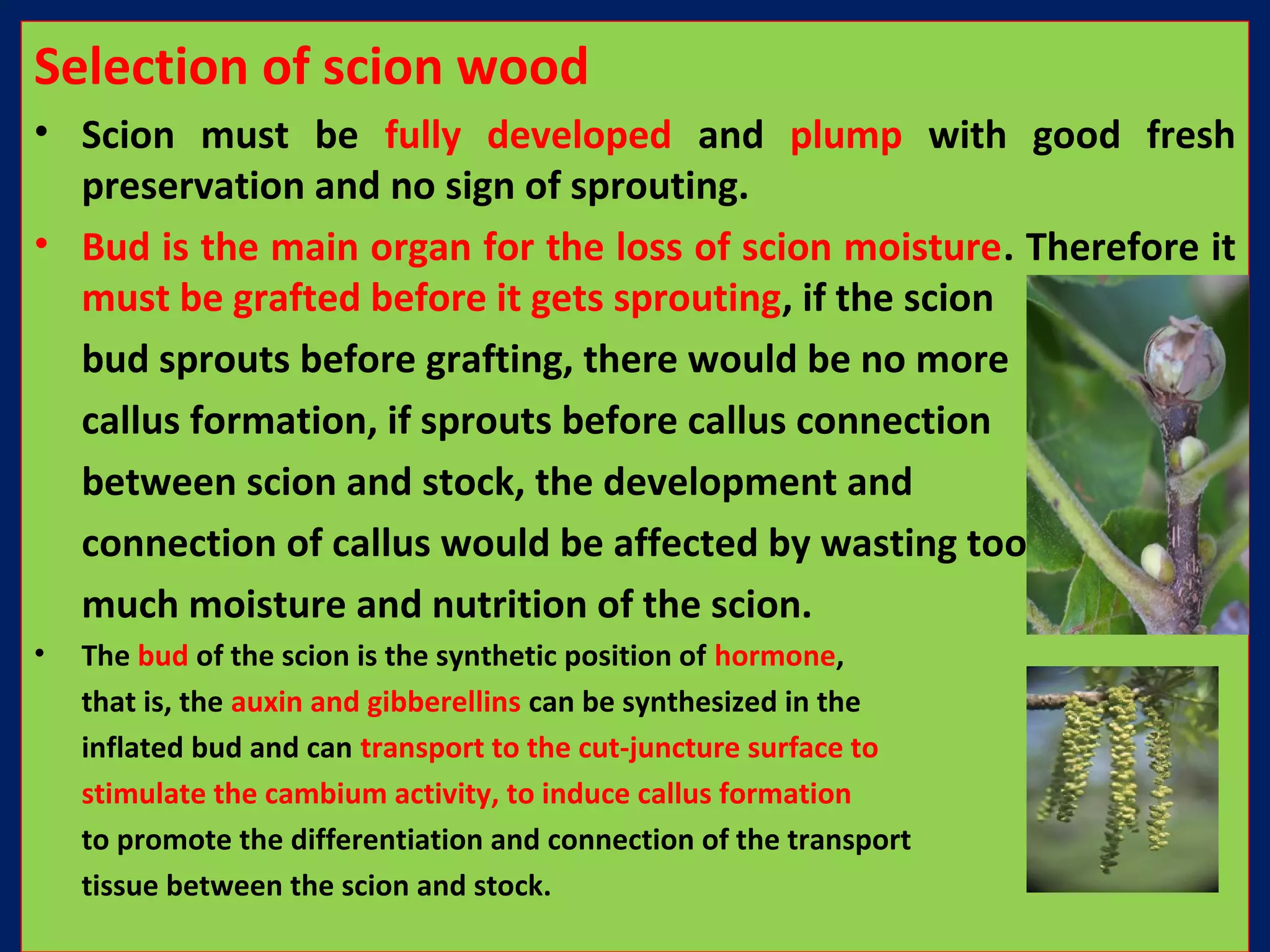 Selection of scion wood
• Scion must be fully developed and plump with good fresh
preservation and no sign of sprouting.
• Bud is the main organ for the loss of scion moisture. Therefore it
must be grafted before it gets sprouting, if the scion
bud sprouts before grafting, there would be no more
callus formation, if sprouts before callus connection
between scion and stock, the development and
connection of callus would be affected by wasting too
much moisture and nutrition of the scion.
• The bud of the scion is the synthetic position of hormone,
that is, the auxin and gibberellins can be synthesized in the
inflated bud and can transport to the cut-juncture surface to
stimulate the cambium activity, to induce callus formation
to promote the differentiation and connection of the transport
tissue between the scion and stock.
 