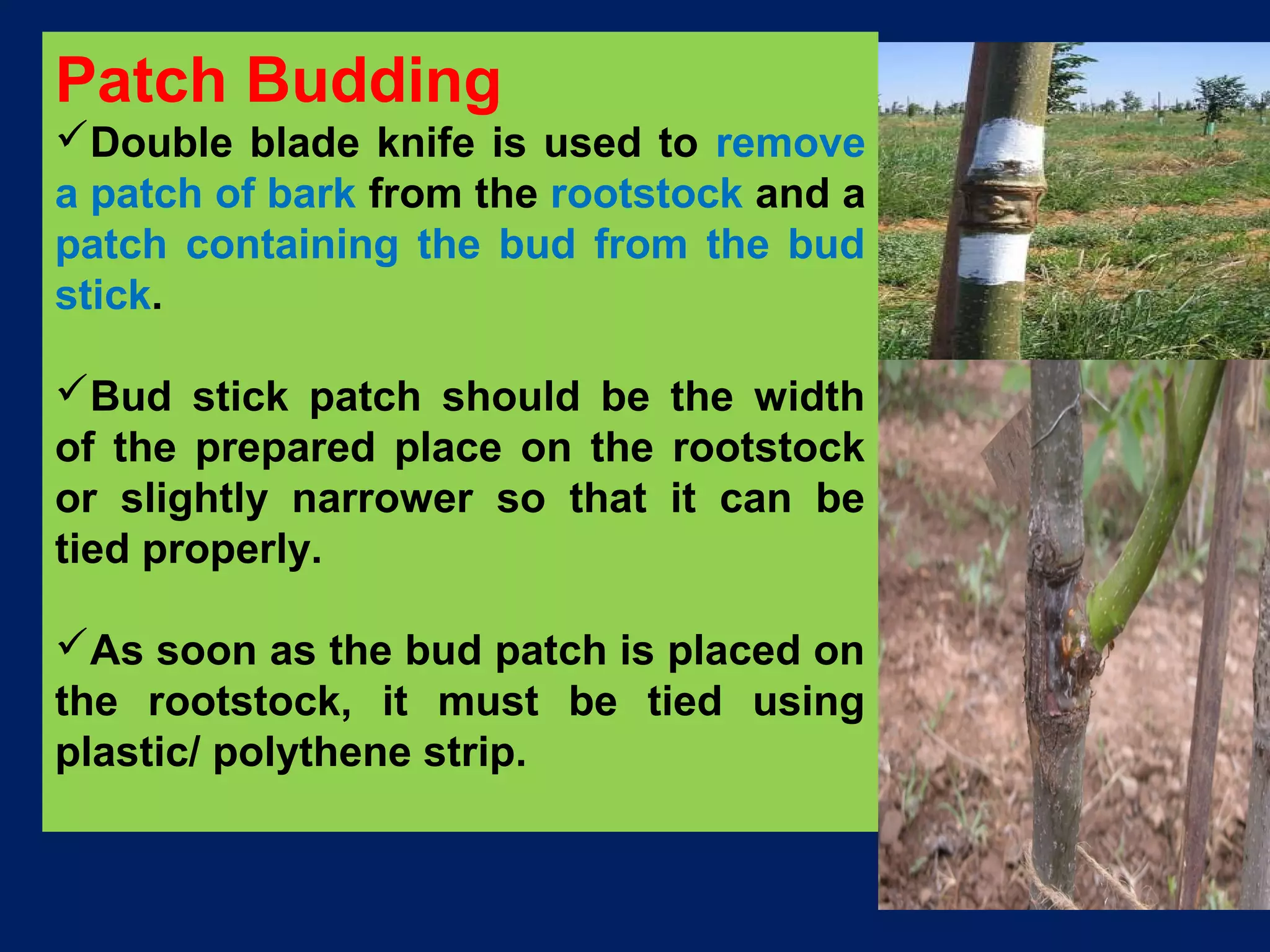 Patch Budding
Double blade knife is used to remove
a patch of bark from the rootstock and a
patch containing the bud from the bud
stick.
Bud stick patch should be the width
of the prepared place on the rootstock
or slightly narrower so that it can be
tied properly.
As soon as the bud patch is placed on
the rootstock, it must be tied using
plastic/ polythene strip.
 