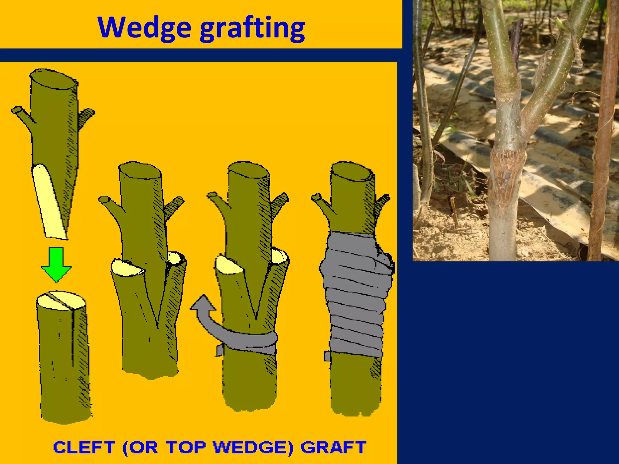 Wedge grafting
 