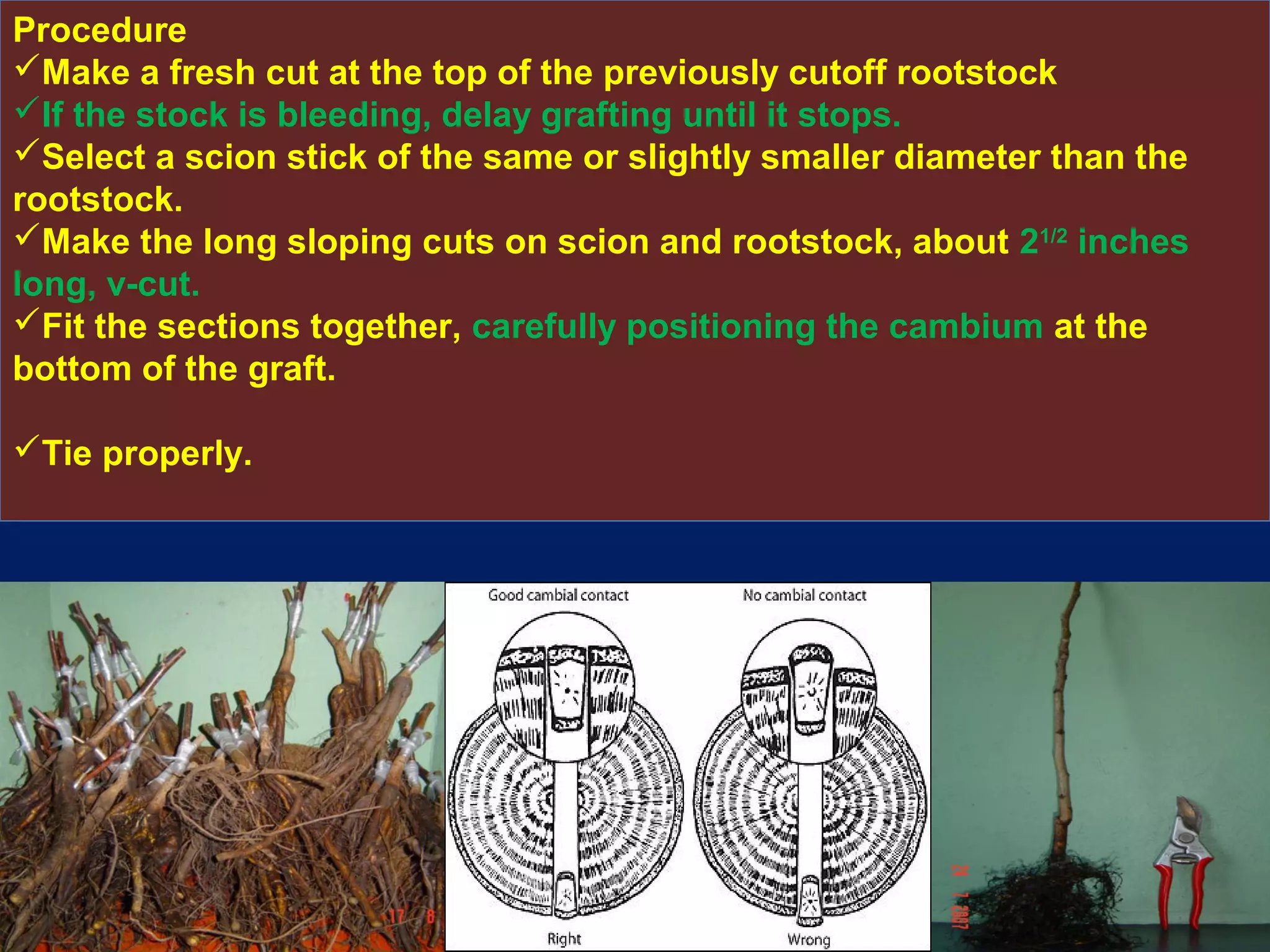 Procedure
Make a fresh cut at the top of the previously cutoff rootstock
If the stock is bleeding, delay grafting until it stops.
Select a scion stick of the same or slightly smaller diameter than the
rootstock.
Make the long sloping cuts on scion and rootstock, about 21/2
inches
long, v-cut.
Fit the sections together, carefully positioning the cambium at the
bottom of the graft.
Tie properly.
 