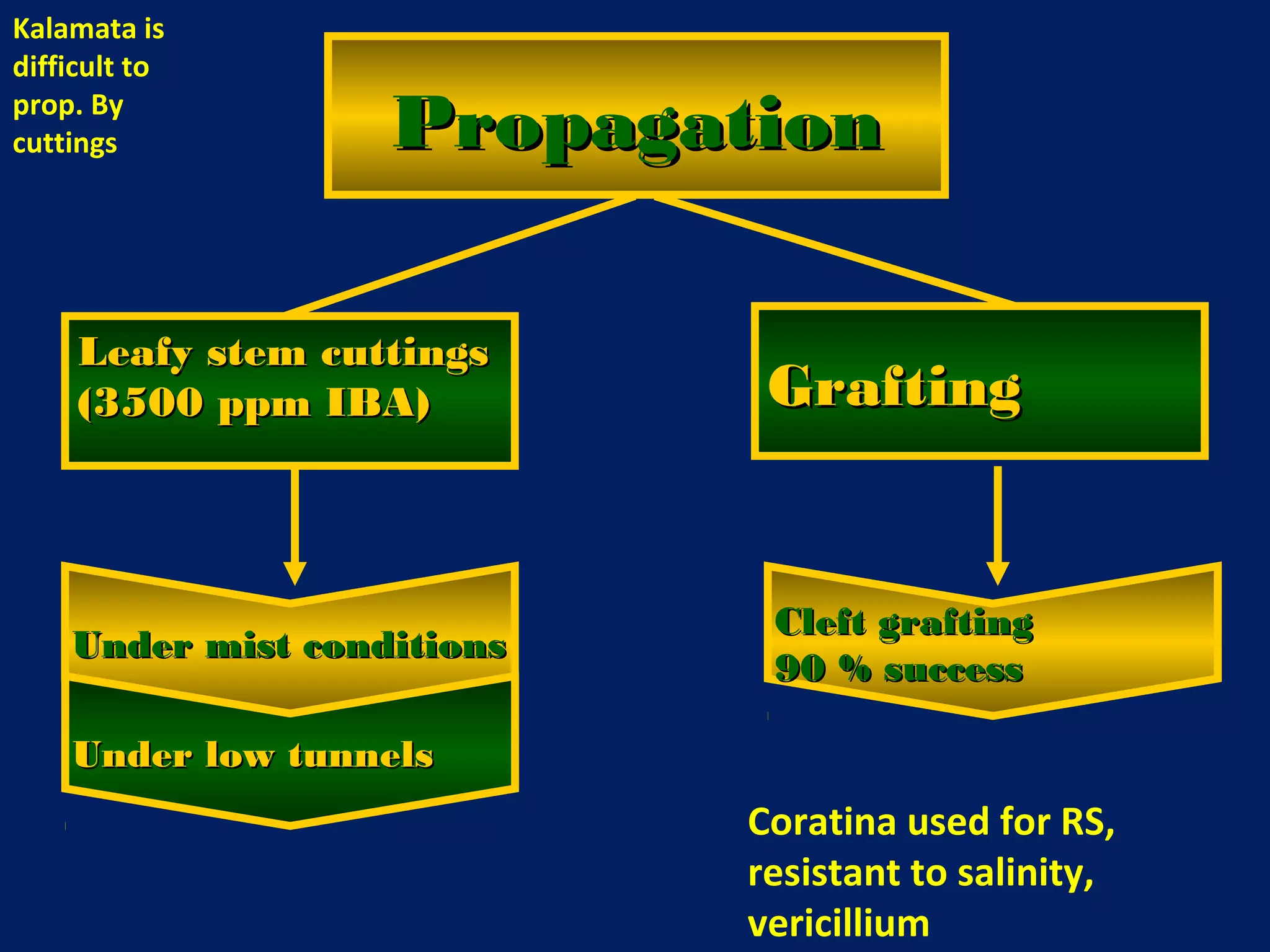 PropagationPropagation
Leafy stem cuttingsLeafy stem cuttings
(3500 ppm IBA)(3500 ppm IBA) GraftingGrafting
Under mist conditionsUnder mist conditions
Under low tunnelsUnder low tunnels
Cleft graftingCleft grafting
90 % success90 % success
Coratina used for RS,
resistant to salinity,
vericillium
Kalamata is
difficult to
prop. By
cuttings
 