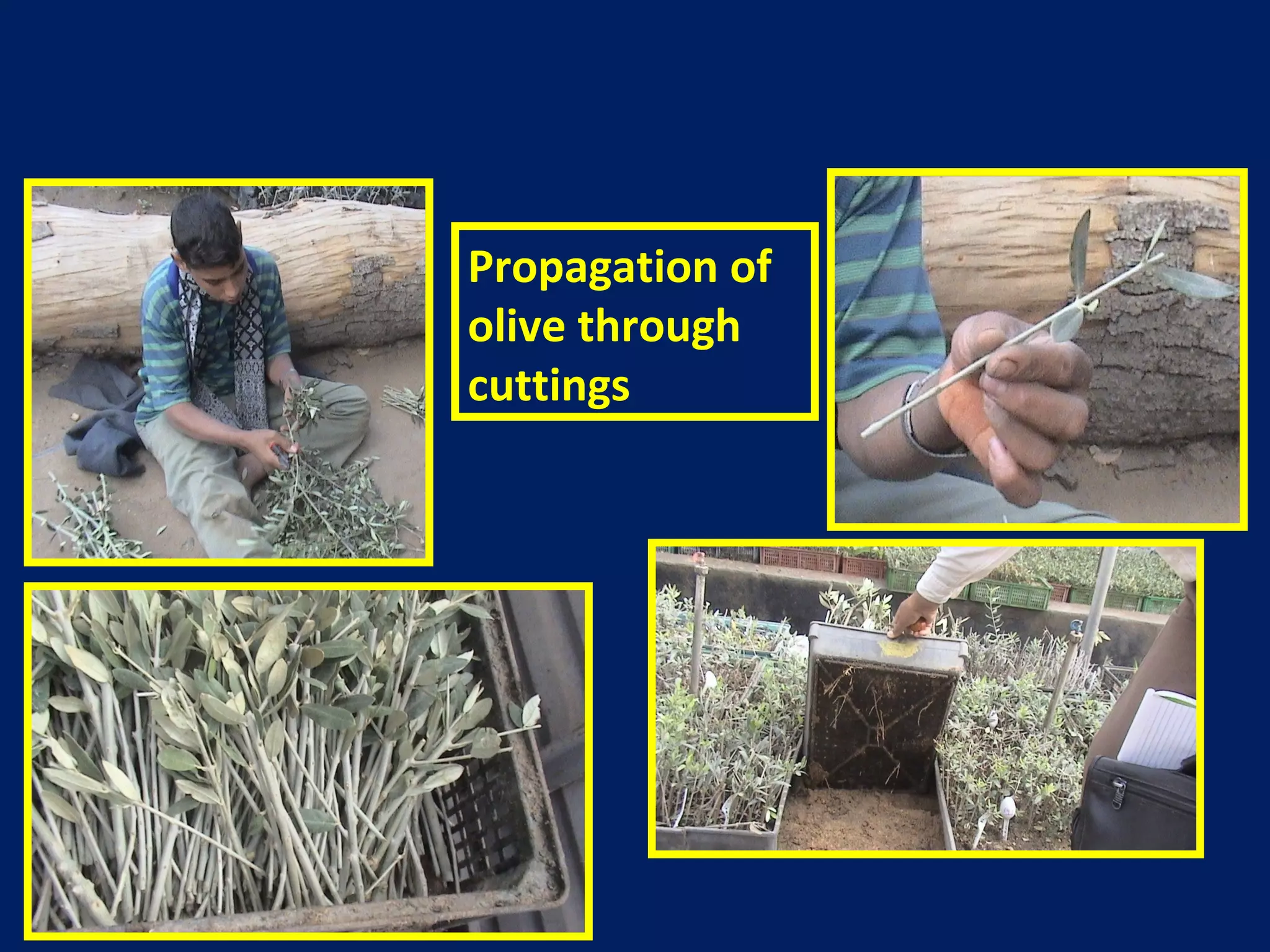 Propagation of
olive through
cuttings
 