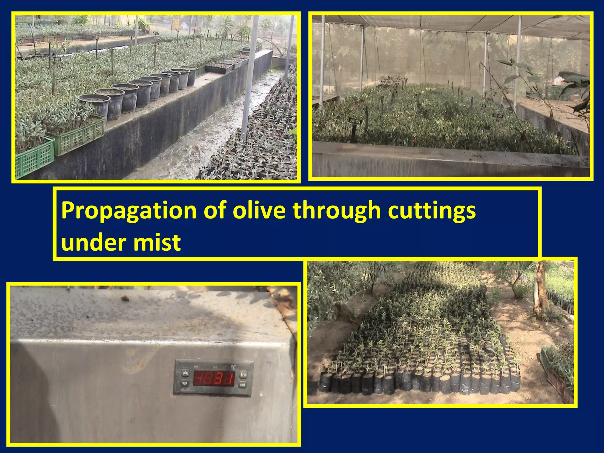 Propagation of olive through cuttings
under mist
 