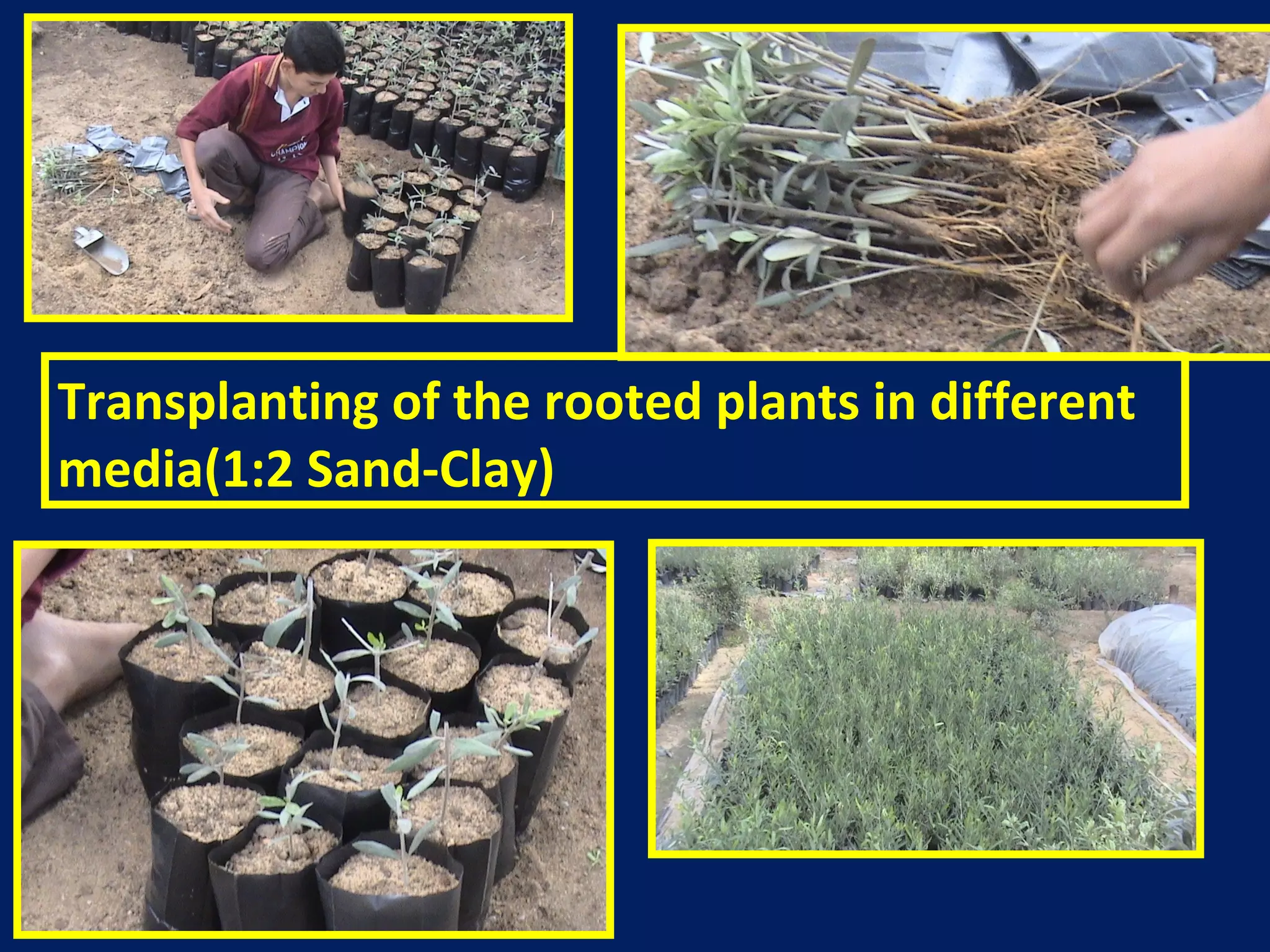 Transplanting of the rooted plants in different
media(1:2 Sand-Clay)
 