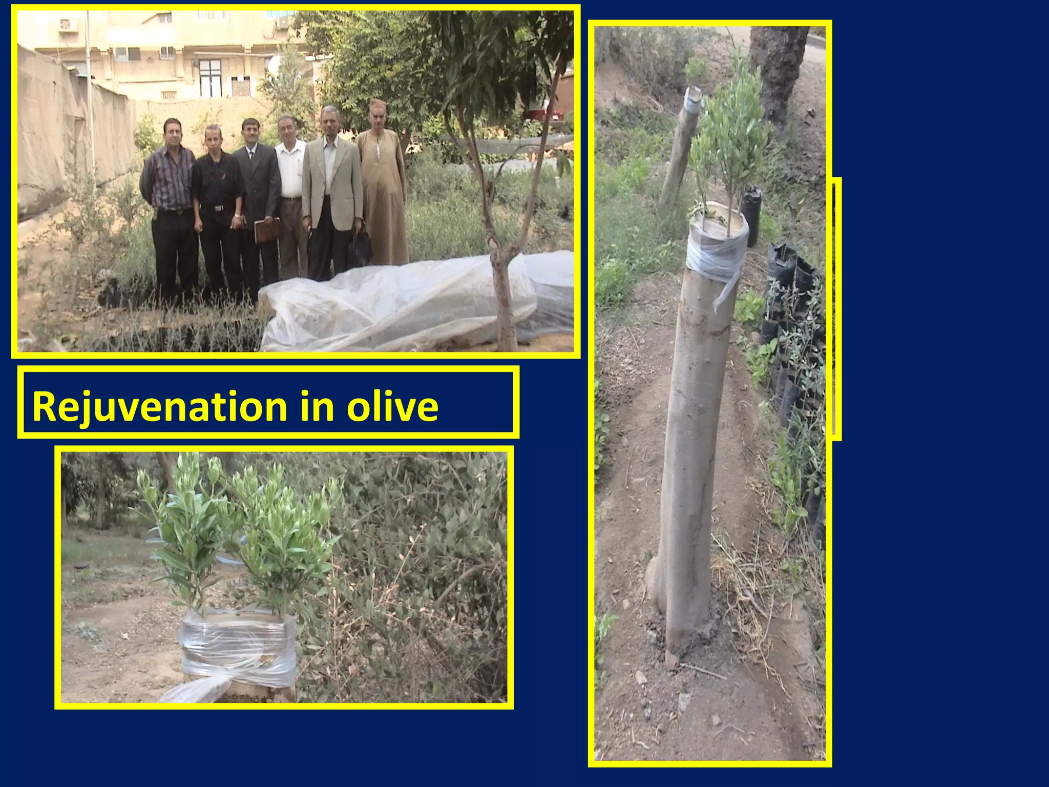 Rejuvenation in olive
 