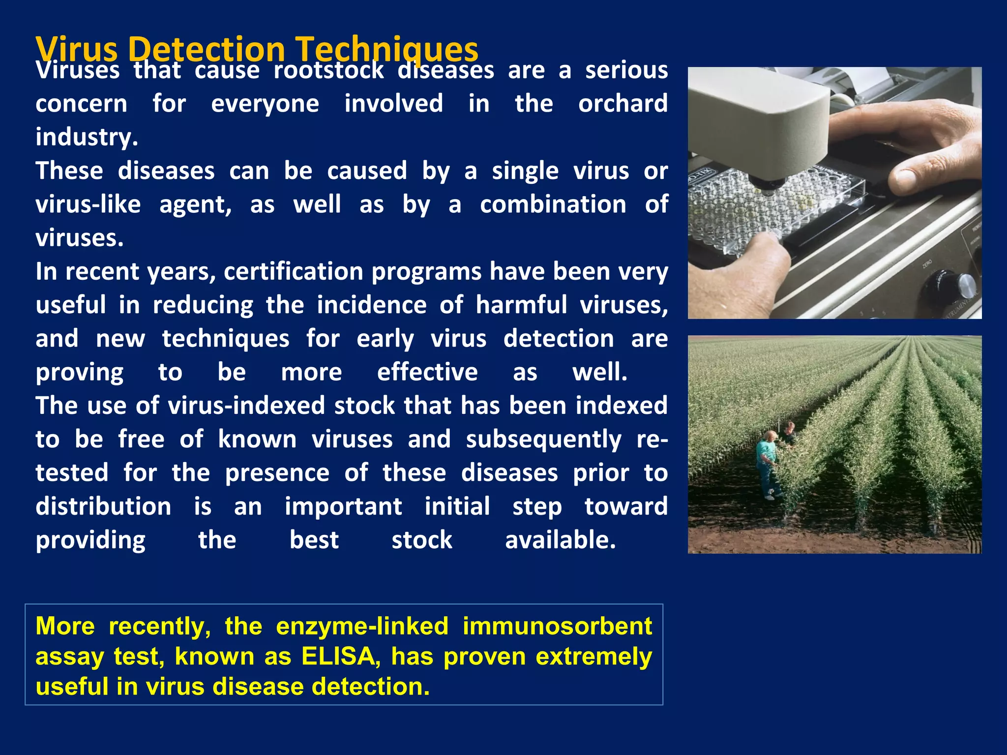 Viruses that cause rootstock diseases are a serious
concern for everyone involved in the orchard
industry.
These diseases can be caused by a single virus or
virus-like agent, as well as by a combination of
viruses.
In recent years, certification programs have been very
useful in reducing the incidence of harmful viruses,
and new techniques for early virus detection are
proving to be more effective as well.
The use of virus-indexed stock that has been indexed
to be free of known viruses and subsequently re-
tested for the presence of these diseases prior to
distribution is an important initial step toward
providing the best stock available.
Virus Detection Techniques
More recently, the enzyme-linked immunosorbent
assay test, known as ELISA, has proven extremely
useful in virus disease detection.
 