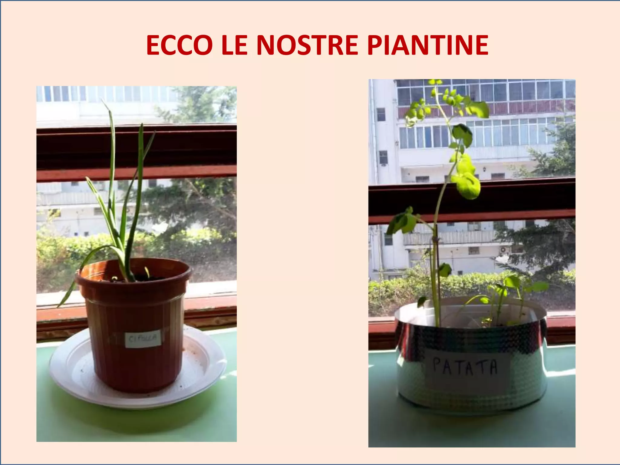 Stazione Di Propagazione Delle Piante Da Tavolo: Cilindro In Vetro, 2 Pezzi