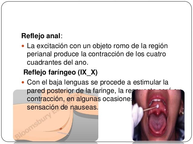 parte superior guía de acompañantes anal parte superior guía de acompañantes anal
