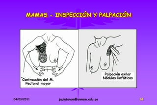 MAMAS - INSPECCIÓN Y PALPACIÓN




                                                     Palpación axilar
     Contracción del M.                             Nódulos linfáticos
       Pectoral mayor



04/03/2011                jquintanam@unmsm.edu.pe                        14
 