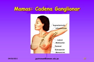 Mamas: Cadena Ganglionar


                              Supraclavicular
                                 Infraclavicular




                                   Lateral
                                 Medioaxilar

                                Pectoral

                                Subcapsular
                                 Mamario Int.


04/03/2011   jquintanam@unmsm.edu.pe               17
 