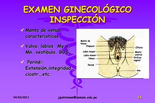 EXAMEN GINECOLÓGICO
          INSPECCIÓN
     Monte de venus:
      características

     Vulva: labios My y
      Mn. vestíbulo. BUS.

     Periné:
     Extensión,integridad,
     cicatr.,etc.



04/03/2011         jquintanam@unmsm.edu.pe   24
 