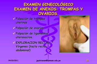 EXAMEN GINECOLÓGICO
     EXAMEN DE ANEXOS: TROMPAS Y
              OVARIOS.
     Palpación de trompas
      uterinas
     Palpación de ovarios
     Palpación de ligamentos
      uterosacros.
     EXPLORACION RECTAL: *
      Vírgenes (tacto recto-
      abdominal)


04/03/2011          jquintanam@unmsm.edu.pe   29
 