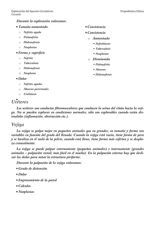 Exploración del Aparato Circulatorio
Corazón
Propedéutica Clínica
Durante la exploración valoramos:
• Tamaño aumentado.
o Nefritis aguda
o Pielonefritis
o Hidronefrosis
o Neoplasias
• Forma y superficie
o Nefritis
o Tuberculosis
o Hidronefrosis
o Neoplasia
• Dolor
o Nefritis agudas
o Abscesos perirrenales
o Urolitiasis
•
• Consistencia
• Consistencia
o Aumentada
Nefrolitiasis
Tuberculosis
Neoplasias
o Disminuida
Pielonefritis
Abscesos
Hidronefrosis
Uréteres
Los uréteres son conductos fibromusculares que conducen la orina del riñón hacia la veji-
ga. No se pueden explorar en condiciones normales; sólo son explorables cuando están dis-
tendidos (inflamación, obstrucción etc.).
Vejiga
La vejiga se palpa mejor en pequeños animales que en grandes; su tamaño y forma son
variables en función del grado del llenado. Cuando la vejiga está vacía, tiene forma de pera
y se localiza en el suelo de la pelvis; cuando está llena, tiene forma más esférica y se despla-
za cranealmente.
La vejiga se puede palpar externamente (pequeños animales) e internamente (grandes
animales – palpación rectal; más fácil en el macho). En la palpación externa hay que desli-
zar los dedos para notar la estructura piriforme.
Durante la palpación de la vejiga valoramos:
• Grado de distensión
• Dolor
• Engrosamiento de la pared
• Cálculos
• Neoplasias
 