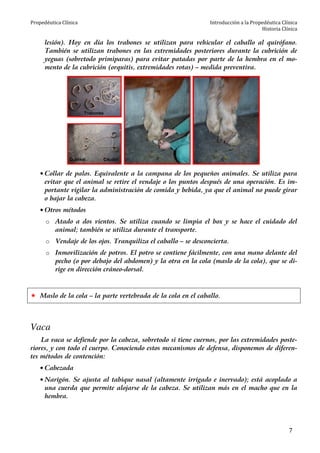 Propedéutica Clínica Introducción a la Propedéutica Clínica
Historia Clínica
7
lesión). Hoy en día los trabones se utilizan para vehicular el caballo al quirófano.
También se utilizan trabones en las extremidades posteriores durante la cubrición de
yeguas (sobretodo primiparas) para evitar patadas por parte de la hembra en el mo-
mento de la cubrición (orquitis, extremidades rotas) – medida preventiva.
• Collar de palos. Equivalente a la campana de los pequeños animales. Se utiliza para
evitar que el animal se retire el vendaje o los puntos después de una operación. Es im-
portante vigilar la administración de comida y bebida, ya que el animal no puede girar
o bajar la cabeza.
• Otros métodos
o Atado a dos vientos. Se utiliza cuando se limpia el box y se hace el cuidado del
animal; también se utiliza durante el transporte.
o Vendaje de los ojos. Tranquiliza el caballo – se desconcierta.
o Inmovilización de potros. El potro se contiene fácilmente, con una mano delante del
pecho (o por debajo del abdomen) y la otra en la cola (maslo de la cola), que se di-
rige en dirección cráneo-dorsal.
Maslo de la cola – la parte vertebrada de la cola en el caballo.
Vaca
La vaca se defiende por la cabeza, sobretodo si tiene cuernos, por las extremidades poste-
riores, y con todo el cuerpo. Conociendo estos mecanismos de defensa, disponemos de diferen-
tes métodos de contención:
• Cabezada
• Narigón. Se ajusta al tabique nasal (altamente irrigado e inervado); está acoplado a
una cuerda que permite alojarse de la cabeza. Se utilizan más en el macho que en la
hembra.
 