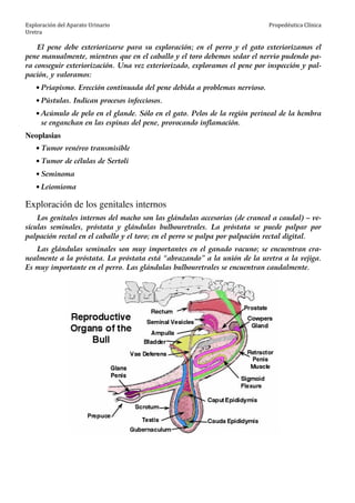 Exploración del Aparato Urinario
Uretra
Propedéutica Clínica
El pene debe exteriorizarse para su exploración; en el perro y el gato exteriorizamos el
pene manualmente, mientras que en el caballo y el toro debemos sedar el nervio pudendo pa-
ra conseguir exteriorización. Una vez exteriorizado, exploramos el pene por inspección y pal-
pación, y valoramos:
• Priapismo. Erección continuada del pene debida a problemas nervioso.
• Pústulas. Indican procesos infecciosos.
• Acúmulo de pelo en el glande. Sólo en el gato. Pelos de la región perineal de la hembra
se enganchan en las espinas del pene, provocando inflamación.
Neoplasias
• Tumor venéreo transmisible
• Tumor de células de Sertoli
• Seminoma
• Leiomioma
Exploración de los genitales internos
Los genitales internos del macho son las glándulas accesorias (de craneal a caudal) – ve-
sículas seminales, próstata y glándulas bulbouretrales. La próstata se puede palpar por
palpación rectal en el caballo y el toro; en el perro se palpa por palpación rectal digital.
Las glándulas seminales son muy importantes en el ganado vacuno; se encuentran cra-
nealmente a la próstata. La próstata está “abrazando” a la unión de la uretra a la vejiga.
Es muy importante en el perro. Las glándulas bulbouretrales se encuentran caudalmente.
 