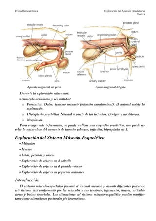 Propedéutica Clínica Exploración del Aparato Circulatorio
Uretra
Aparato urogenital del perro Aparo urogenital del gato
Durante la exploración valoramos:
• Aumento de tamaño y sensibilidad.
o Prostatitis. Dolor, tenesmo urinario (oclusión extraluminal). El animal resiste la
exploración.
o Hiperplasia prostática. Normal a partir de los 6-7 años. Benigna y no dolorosa.
o Neoplasias.
Para recoger más información, se puede realizar una ecografía prostática, que puede re-
velar la naturaleza del aumento de tamaño (absceso, infección, hiperplasia etc.).
Exploración del Sistema Músculo-Esquelético
• Músculos
• Huesos
• Uñas, pezuñas y cascos
• Exploración de cojeras en el caballo
• Exploración de cojeras en el ganado vacuno
• Exploración de cojeras en pequeños animales
Introducción
El sistema músculo-esquelético permite al animal moverse y asumir diferentes posturas;
este sistema está conformado por los músculos y sus tendones, ligamentos, huesos, articula-
ciones y bolsas sinoviales. Las alteraciones del sistema músculo-esquelético pueden manifes-
tarse como alteraciones posturales y/o locomotoras.
 