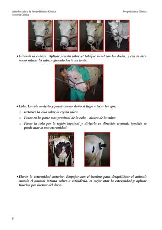Introducción a la Propedéutica Clínica
Historia Clínica
Propedéutica Clínica
8
• Girando la cabeza. Aplicar presión sobre el tabique nasal con los dedos, y con la otra
mano sujetar la cabeza girando hacia un lado.
• Cola. La cola molesta y puede causar daño si llega a tocar los ojos.
o Retorcer la cola sobre la región sacra
o Pinza en la parte más proximal de la cola – altura de la vulva
o Pasar la cola por la región inguinal y dirigirla en dirección craneal; también se
puede atar a una extremidad
• Elevar la extremidad anterior. Empujar con el hombro para desquilibrar el animal;
cuando el animal intenta volver a extenderla, es mejor atar la extremidad y aplicar
tracción por encima del dorso.
 