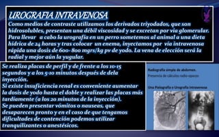 UROGRAFIAINTRAVENOSA
Como medios de contraste utilizamos los derivados triyodados, que son
hidrosolubles, presentan una débil viscosidad y se excretan por via glomerular.
Para llevar a cabo la urografía en un perro sometemos al animal a una dieta
hídrica de 24 horas y tras colocar un enema, inyectamos por vía intravenosa
rápida una dosis de 600- 800 mgrs/kg pv de yodo. La vena de elección será la
radial y mejor aún la yugular.
Se realiza placas de perfil y de frente a los 10-15
segundos y a los 5-10 minutos después de dela
inyección.
Si existe insuficiencia renal es conveniente aumentar
la dosis de yodo hasta el doble y realizar las placas más
tardíamente (a los 20 minutos de la inyección).
Se pueden presentar vómitos o nauseas, que
desaparecen pronto y en el caso de que tengamos
dificultades de contención podemos utilizar
tranquilizantes o anestésicos.
 