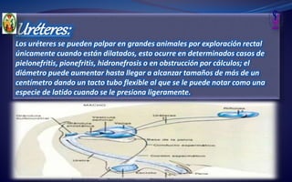 Uréteres:
Los uréteres se pueden palpar en grandes animales por exploración rectal
únicamente cuando están dilatados, esto ocurre en determinados casos de
pielonefritis, pionefritis, hidronefrosis o en obstrucción por cálculos; el
diámetro puede aumentar hasta llegar a alcanzar tamaños de más de un
centímetro dando un tacto tubo flexible al que se le puede notar como una
especie de latido cuando se le presiona ligeramente.
 