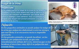 Vejigade la orina:
Inspección:
En la inspección de la vejiga de la orina de los pequeños
animales y en los casos depleccion solo se aprecia un
aumento del volumen del abdomen, que puede llegar
hasta el ombligo o más adelante. Esta circunstancia
origina una imagen del animal semejante a la que se
observa en la ascitis.
Palpación:
En los pequeños animales se puede palpar la vejiga de
la orina por palpación abdominal o externa siempre
que esté llena; si se encuentra vacía es imposible
apreciarla.
En los grandes animales, se puede localizar en los
machos, por palpación rectal, ya que esta
inmediatamente debajo del recto, mientras que en las
hembras el útero hace muy difícil su palpación aun
estando llena.
 